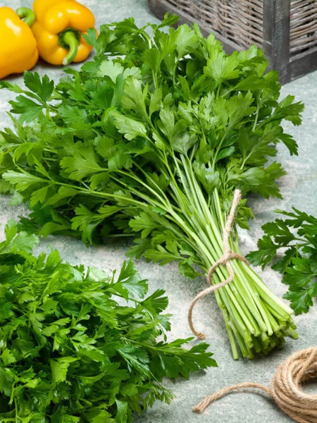 OSC Herb Parsley Plain Leaf Italian