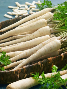 OSC Herb Root Parsley Hamburg