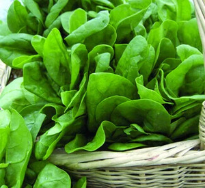 OSC Herb Sorrel