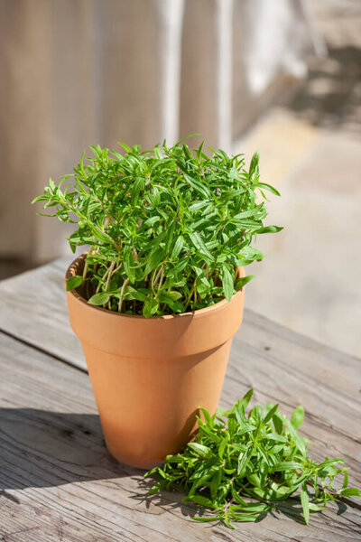 OSC Herb Summer Savory