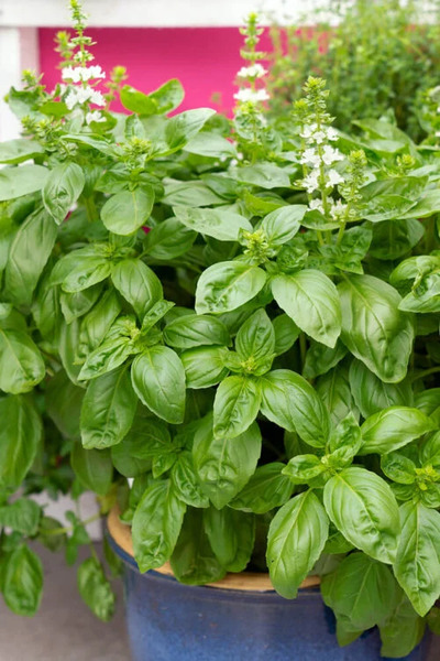 OSC Herb Sweet Basil Sweet Basil
