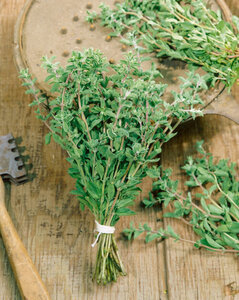 OSC Herb Sweet Marjoram