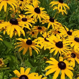 OSC Per. Black-Eyed Susan Rudbeckia Hirta