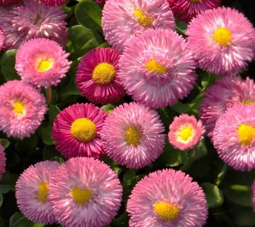 OSC Per. English Daisy Bells Giant Double Mixed
