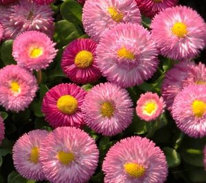 OSC Per. English Daisy Bells Giant Double Mixed