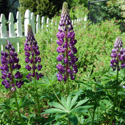 OSC Per. Lupins Russell's Hybrid Blue