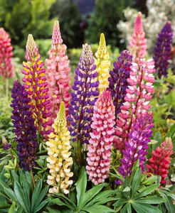 OSC Per. Lupins Russell's Hybrid Mix