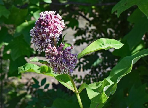 OSC Per. Milkweed Common