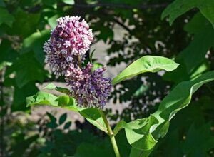 OSC Per. Milkweed Common