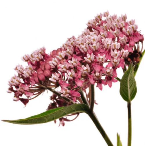 OSC Per. Milkweed Red Swamp