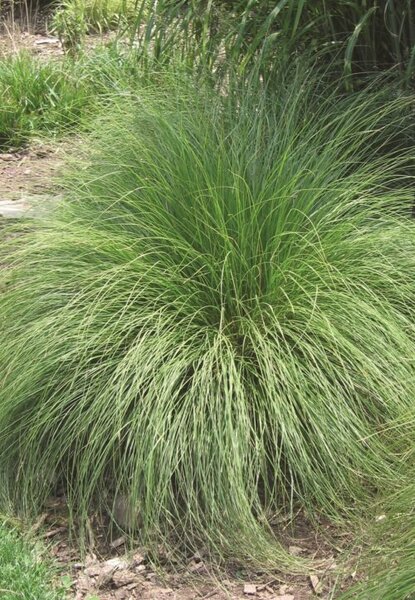 OSC Per. Ornamental Grass Blue Fescue