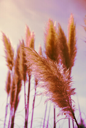 OSC Per. Ornamental Grass Pampus Plume Pink