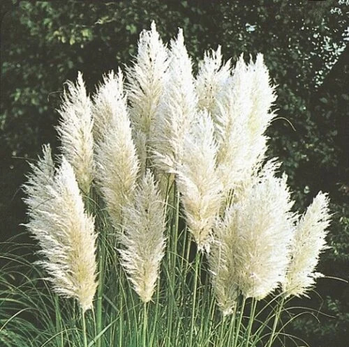 OSC Per. Ornamental Grasses Pampas Plume