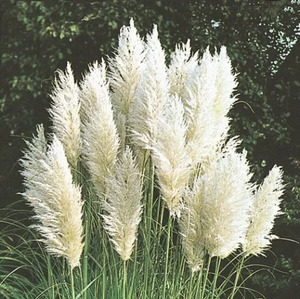 OSC Per. Ornamental Grasses Pampas Plume