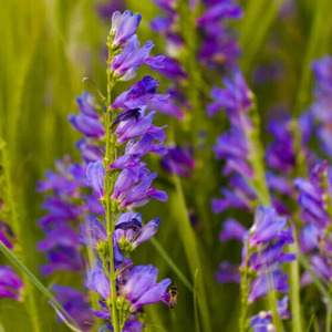 OSC Per. Penstemon Rocky Mountain