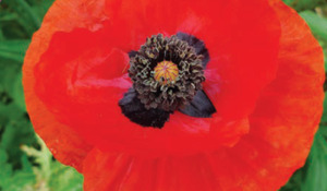 OSC Per. Poppy Oriental Scarlet