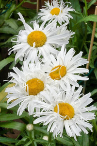 OSC Per. Shasta Daisy Crazy Daisy (Double)