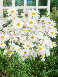 OSC Per. Shasta Daisy Leucanthemun Maximum