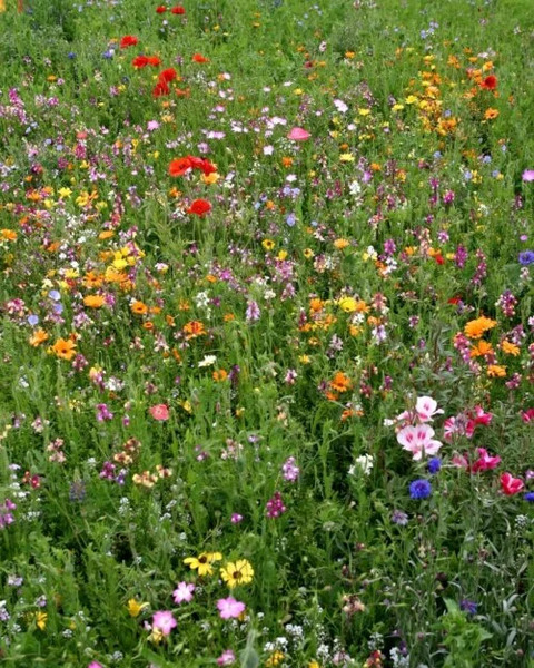 OSC Per. Wildflower Mix Bee Pollinator Mixture