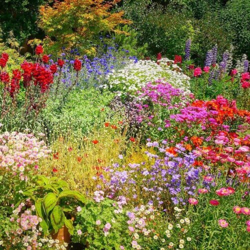 OSC Per. Wildflower Mix Perennial Garden Mix