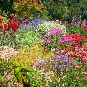 OSC Per. Wildflower Mix Perennial Garden Mix