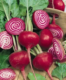 OSC Veg. Beet Chioggia