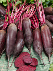 OSC Veg. Beet Cylindra