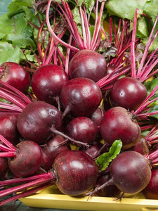 OSC Veg. Beet Detroit Dark Red