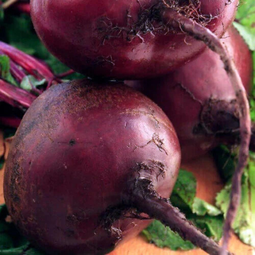 OSC Veg. Beet Early Wonder
