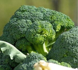 OSC Veg. Broccoli Green Sprouting