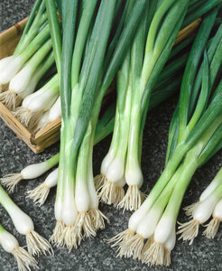 OSC Veg. Bunching Onions Southport White Globe