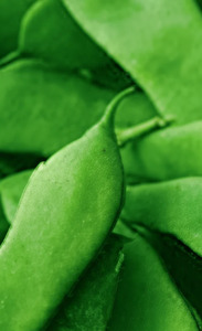 OSC Veg. Bush Bean Romano II