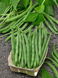 OSC Veg. Bush Bean Tendergreen