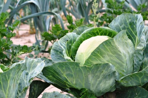 OSC Veg. Cabbage Danish Ballhead