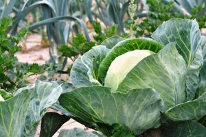OSC Veg. Cabbage Danish Ballhead