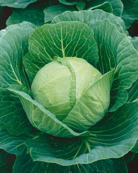 OSC Veg. Cabbage Golden Acre