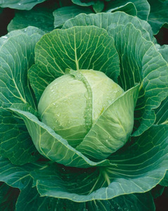 OSC Veg. Cabbage Golden Acre
