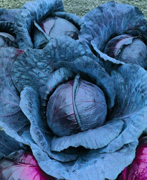 OSC Veg. Cabbage Red Express