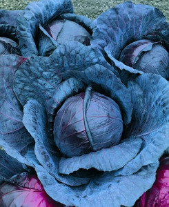 OSC Veg. Cabbage Red Express