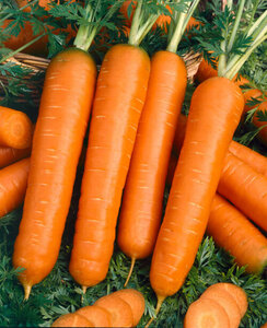 OSC Veg. Carrots Baby Finger