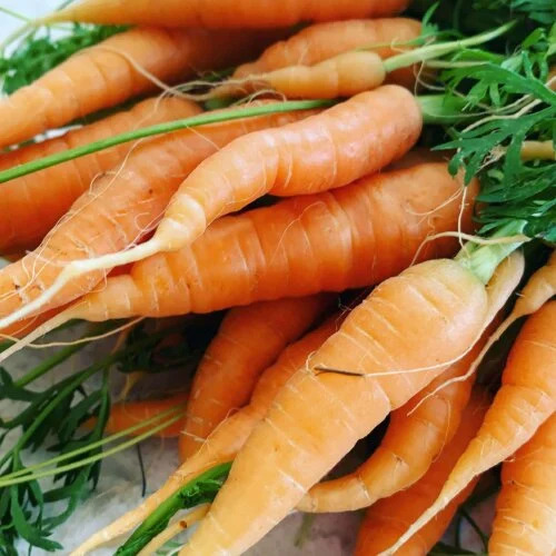 OSC Veg. Carrots Danvers Half-Long