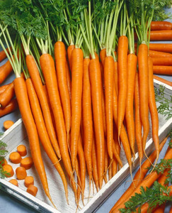 OSC Veg. Carrots Imperator