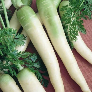 OSC Veg. Carrots Lunar White
