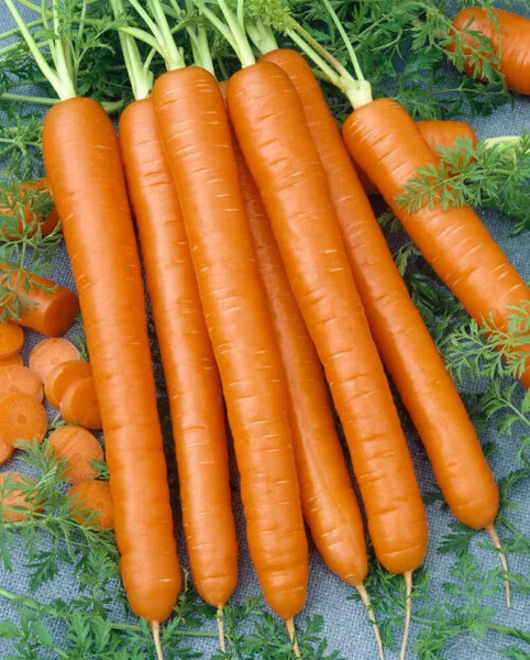 OSC Veg. Carrots Nantes Coreless