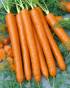OSC Veg. Carrots Nantes Coreless