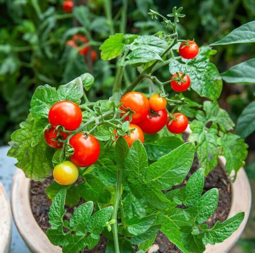 OSC Veg. Cherry Tomato Tiny Tim