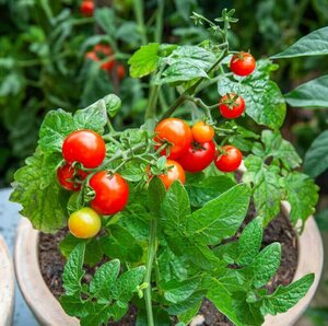 OSC Veg. Cherry Tomato Tiny Tim