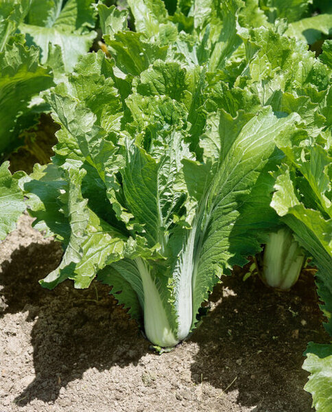 OSC Veg. Chinese Cabbage Michihli
