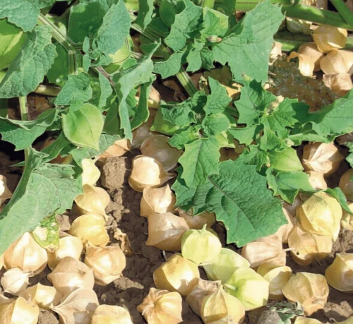 OSC Veg. Ground Cherry Tomato Ground Husk