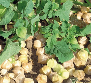 OSC Veg. Ground Cherry Tomato Ground Husk
